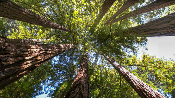 Best Arborist Consultation Services  in Monrovia, IN