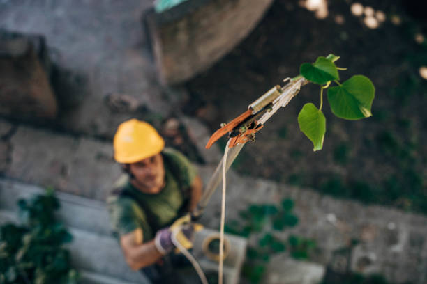  Monrovia, IN Tree Services Pros