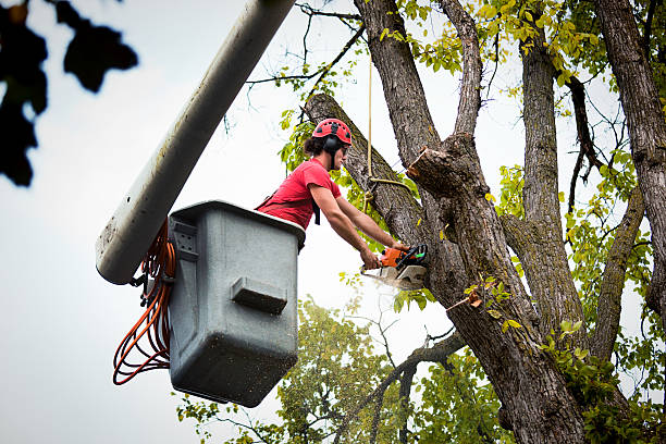 Best Seasonal Cleanup (Spring/Fall)  in Monrovia, IN